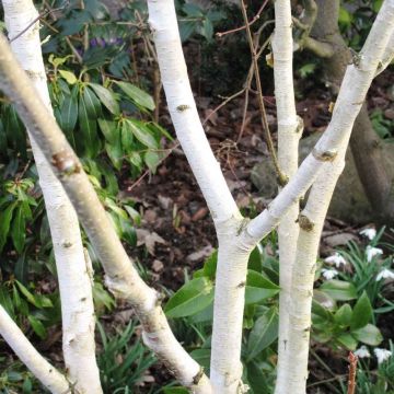 Betula utilis jacquemontii - West Himalayan Birch Tree - Multi-Stem Tree