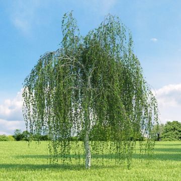 Betula pendula Youngii - Weeping Birch Tree - 150 to 170cms tall - Young Tree