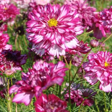 Cosmos bipinnatus Double Click Bicolour Violet