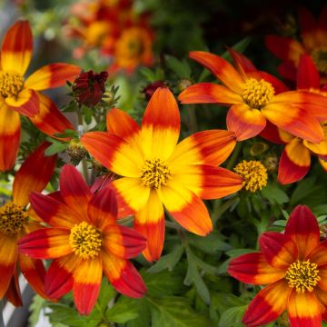 Bidens Daisy - Bicolour Red & Gold
