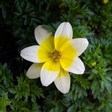 Bidens Trailing Lemon Bicolour