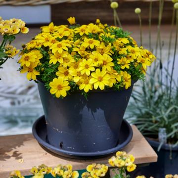 Bidens Yellow Charm