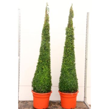 Contemporary Topiary Box Pyramid - Premium Quality Topiary Buxus - XXL 135-145cm