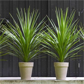 XXXL Cordyline australis Verde - Hardy Green Torbay Palm - circa 150-160cm (5ft) tall