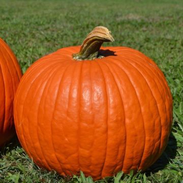 Pumpkin Plant 'Big Max'