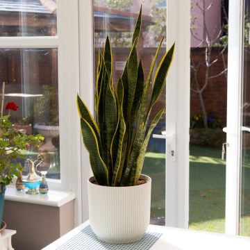 Sansevieria Laurentii - Variegated Snake Plant - 80-90cm