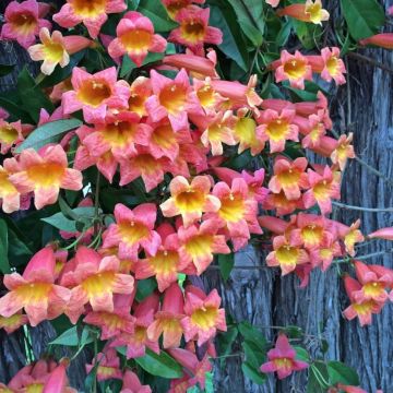 Bignonia capreolata Tangerine Beauty - Crossvine - circa 140-160cm