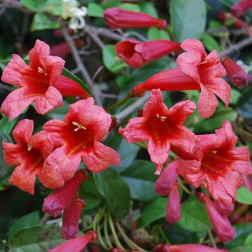 Bignonia capreolata Atrosanguinea - Crossvine - circa 5-6ft