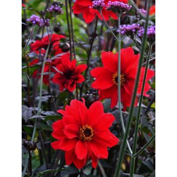Dahlia Bishop of Llandaff - Red Flowering Bronze Leaved Dahlia Plant