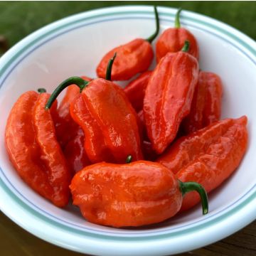 Chilli Pepper Plant 'Bhut Jolokia Red' - Ghost Pepper