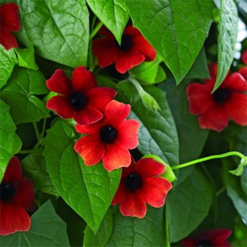 Black Eyed Susan - Thunbergia Arizona Red