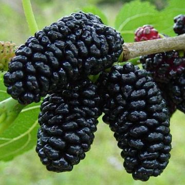 Morus nigra - Black Mulberry