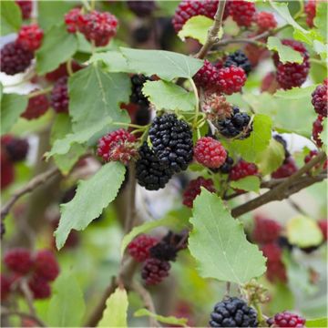Black Mulberry Patio Tree - Morus rotundiloba Mojo Berry circa 100cms