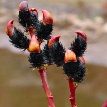 Black Pussy Willow - Salix gracilistyla melanostachys 'Kurome'