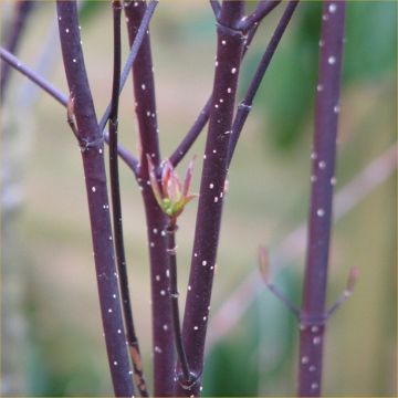 Cornus alba Kesselringii - Black Stem Dog Wood