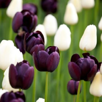 Designer Black & White Tulip Collection - 'Monochrome' - 25 Bulbs