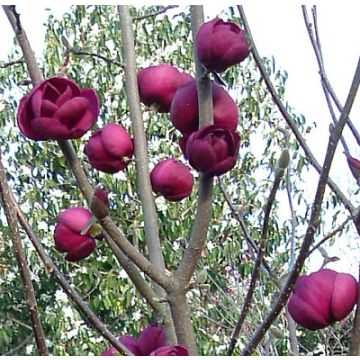 Magnolia Tree Black Tulip