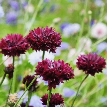 Centaurea cyanus Black Ball - Cornflower
