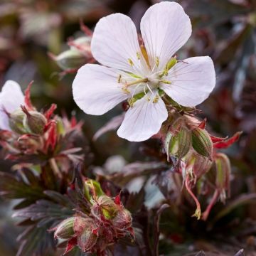 Geranium pratense Black 'N' White - Cranesbill