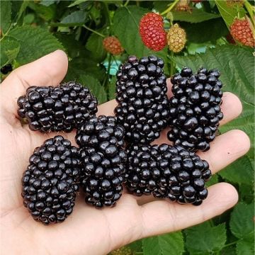 Blackberry Ouachita - Giant Fruited Commercial Thorn-less Black berry - LARGE circa 150-180cms Plants