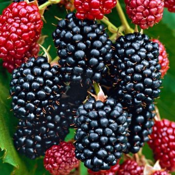 Blackberry - Rubus fruticosus Black Satin Thornfree - Thornless Blackberry - LARGE circa 150-180cms