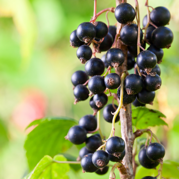 Blackcurrant - Ribes