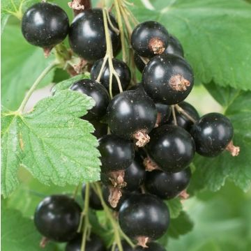 Ribes nigrum Titania - Blackcurrant Fruit - Grow Your Own!