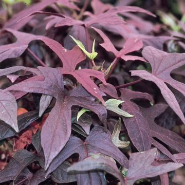 Ipomoea batatas 'Blackie'