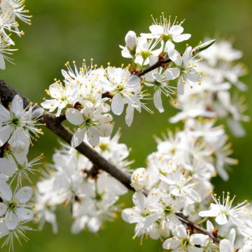 Sloe Hedging  - Perfect for Sloe Gin - Pack of 20 - Prunus Spinosa - Blackthorn