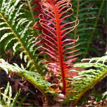 LARGE - Blechnum brasiliense 'Volcano' - Red Brazilian Tree Fern