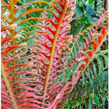 Blechnum brasiliense 'Volcano' - Red Brazilian Tree Fern