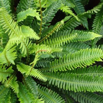 Blechnum spicant - Hard Fern