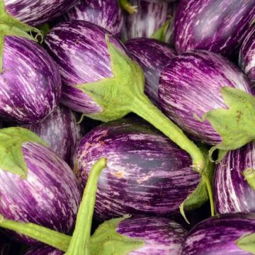 Aubergine Plant 'Listada de Gandia' Aubergine Plant 'Listada de Gandia'