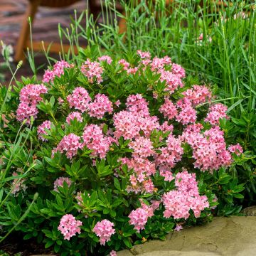 Bloombux Rhododendron migranthum inkarho 'Bloombux'® MAGENTA