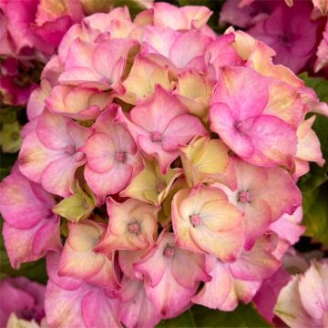 Hydrangea 'Pink Blossom' - In Bud & Bloom - Large Flowered Mophead Hydrangea - XXXL Plants