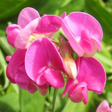 Lathyrus latifolius 'Red Pearl' - Hardy Everlasting Sweetpea