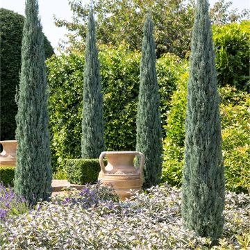 Pair of Elegant Blue Arrow Totem Pole Skyrocket Trees - Juniperus scopulorum Blue Arrow 150-180cm