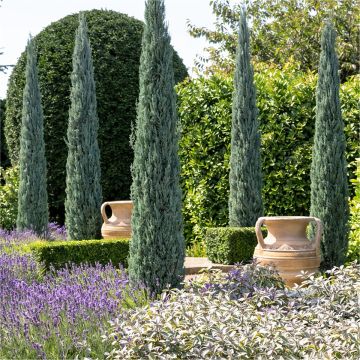 Skyrocket Blue Junipers - Pair of Elegant Blue Arrow Totem Pole Trees - Juniperus scopulorum Blue Arrow 120-140cms