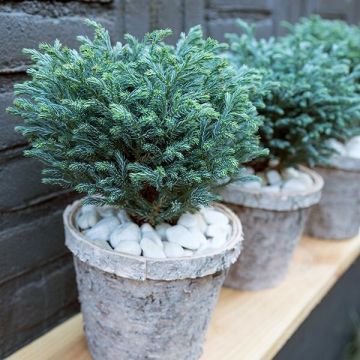 Chamaecyparis pisifera 'Boulevard' - Dwarf Baby Blue Slow Growing Conifer