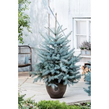 Large 120-150cm Blue Spruce - Luxury Fresh Christmas Tree (Picea pungens glauca) - FOR IMMEDIATE DISPATCH