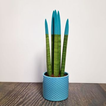 Sansevieria Velvet Touchz Sky Blue