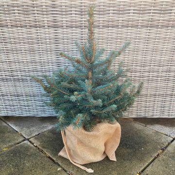 Christmas Tree - Potted Baby Blue Spruce in Jute Wrapped Pot