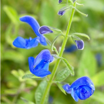 Salvia patens Blue Angel