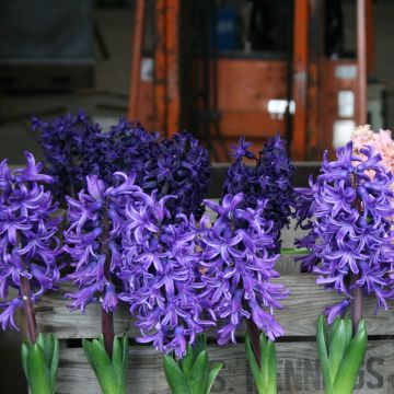 Hyacinth Blue Angel - Pack of FIFTY