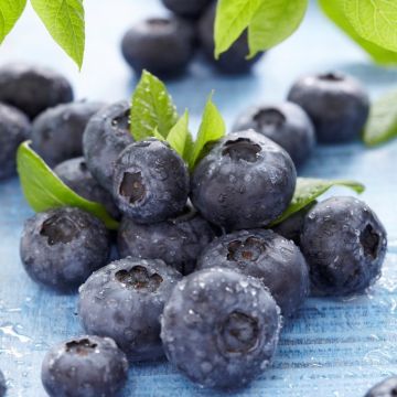 Blueberry - Large Vaccinium corybosum Emblue