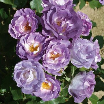Rose 'Blue for You' - Floribunda Shrub Rose