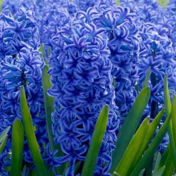 Hyacinth Blue In Bud & Bloom