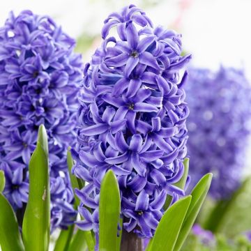 Hyacinth Blue Pearl - Pack of 5 Bulbs