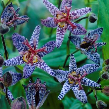 Tricyrtis Blue Wonder - Japanese Toad Lily