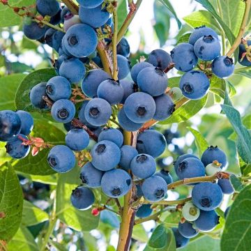 Blueberry Bush - Vaccinium corymbosum 'Darrow'